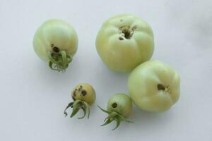 Green tomatoes spoiled by insects lie on a white table. photo