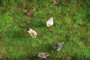 Domestic chickens walk on green grass, top view. photo