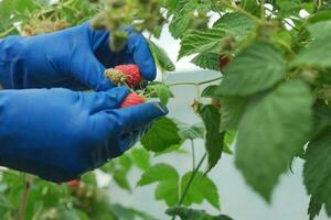 Blue-gloved hands picking raspberries. photo