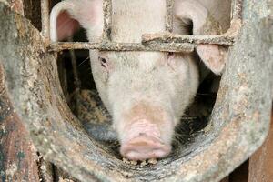 The muzzle of a hungry pig at an empty feeder. photo