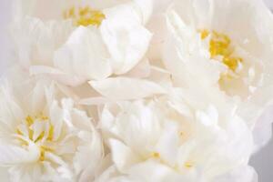 White peony flowers, floral background, flower card photo