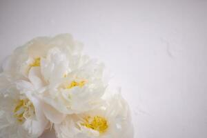 White peony flowers, floral background, flower card photo