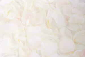 White peony flowers, floral background, flower card photo