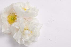 White peony flowers, floral background, flower card photo