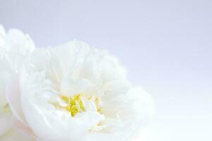 White peony flowers, floral background, flower card photo