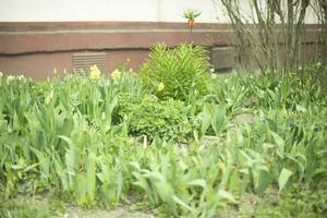 plantas en jardín. jardín en patio de casa. verde plántulas verano planta. foto