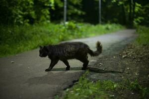 Black cat on road at night. Cat in Park. Pet walking on street. photo