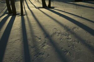 Shadows in snow. Shade from trees in winter. Trees in park. photo
