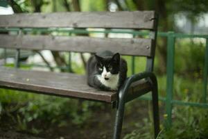 Cat sits on bench. Animal on street. Yard cat. photo