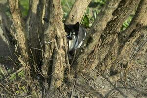 Cat sitting on tree. Pet on street. Black and white color in animal. photo