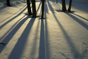 Shadows in snow. Shade from trees in winter. Trees in park. photo