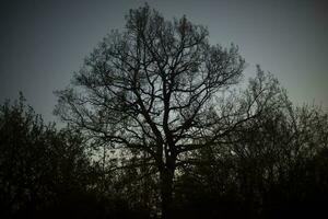 grande roble árbol en bosque. árbol en parque. desmadejado roble sucursales. foto