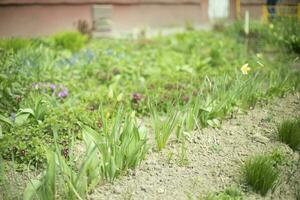 Plants in garden. Garden in courtyard of house. Green seedlings. Summer plant. photo