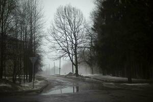 grande árbol en la carretera en gris día. pamoroso clima en primavera. charco en la carretera. foto