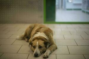 perro es acostado en piso. perro es esperando para dueño. extraviado animal en edificio. foto