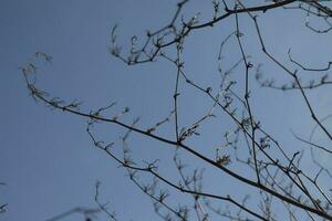Branches without leaves. Bush stems. Plant in spring against sky. photo