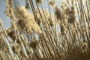Dry grass in sunlight. Marsh grass. Dry stems. Natural background. photo