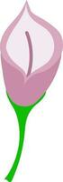 Vector Illustration Of Pink Calla Lilly Flower.