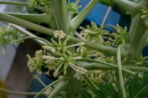 selective focus Papaya flowers hang on trees, papaya flowers are good for heart health. soft focus photo