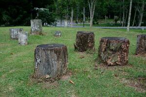 The remaining tree trunks are cut down to be used as chairs in the park photo