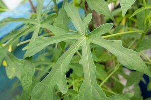 Abelmoschus manihot leaves in Indonesian it is called gedi leaf or pepaya jepang, the leaves resemble papaya leaves and have many health benefits and are often used as traditional herbal medicine photo