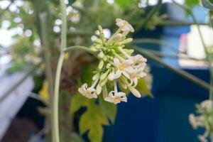 selective focus Papaya flowers hang on trees, papaya flowers are good for heart health. soft focus photo