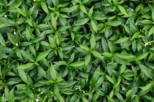 small green leaf background. Green leaf texture, Green leaves pattern background.Natural background and wallpaper. photo