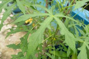 Abelmoschus manihot leaves in Indonesian it is called gedi leaf or pepaya jepang, the leaves resemble papaya leaves and have many health benefits and are often used as traditional herbal medicine photo