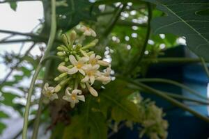 selective focus Papaya flowers hang on trees, papaya flowers are good for heart health. soft focus photo