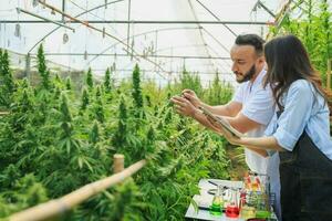 cannabis research Scientists examine and analyze hemp plants. Sign the results with a laptop in the greenhouse. Concept of herbal alternative medicine, CBD oil. Research on its therapeutic use. photo