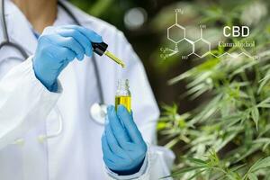 Scientist Analyzing and researching hemp oil extracts, Concept of herbal alternative medicine, cbd hemp oil, pharmaceptical industry. photo