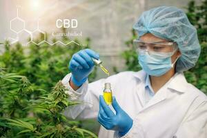 científico que analiza e investiga extractos de aceite de cáñamo, concepto de medicina alternativa a base de hierbas, aceite de cáñamo cbd, industria farmacéutica. foto