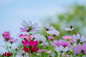 Low Angle View Of Pink cosmos Flowering Plants Against Blue Sky photo