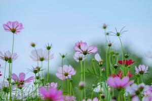 Low Angle View Of Pink cosmos Flowering Plants Against Blue Sky photo