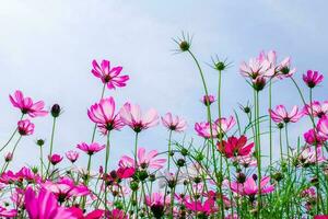 Low Angle View Of Pink cosmos Flowering Plants Against Blue Sky photo