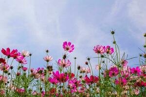 vista de ángulo bajo de plantas con flores de cosmos rosa contra el cielo azul foto