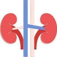 Blue And Red Kidney Structure Flat Icon. vector