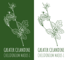 Drawings GREATER CELANDINE. Hand drawn illustration. Latin name CHELIDONIUM MAJUS L. png