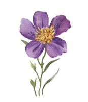 Isolated lilac flower, watercolor illustration for cards and design. png