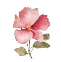 Large isolated pink flower, watercolor illustration for postcards and design. png