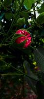 flor rojo Rosa árbol naturaleza hermosa foto