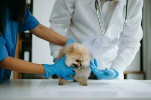 Pomeranian dog getting injection with vaccine during appointment in a veterinary clinic photo