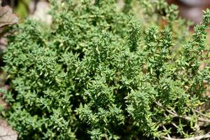 dried and fresh Thymus vulgaris delicious kitchen herbs photo