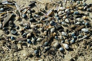 conchas y piedras el playa a el del Norte mar en blavand Dinamarca foto