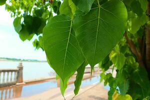 Green leaf of banyan tree with water background. Green bodhi leaves. photo