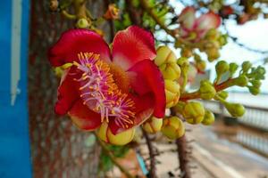 bala de cañón árbol o salavana flor floreciente en el jardín. foto