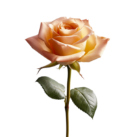 Rose isolated on background with Generative AI png