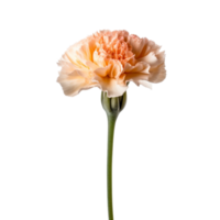 Carnation flower isolated on background with Generative AI png