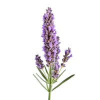 Lavender flower isolated on background with Generative AI png