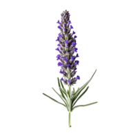 Lavender flower isolated on background with Generative AI png